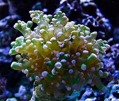 frogspawn_coral