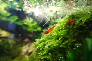 cherry shrimp aquarium