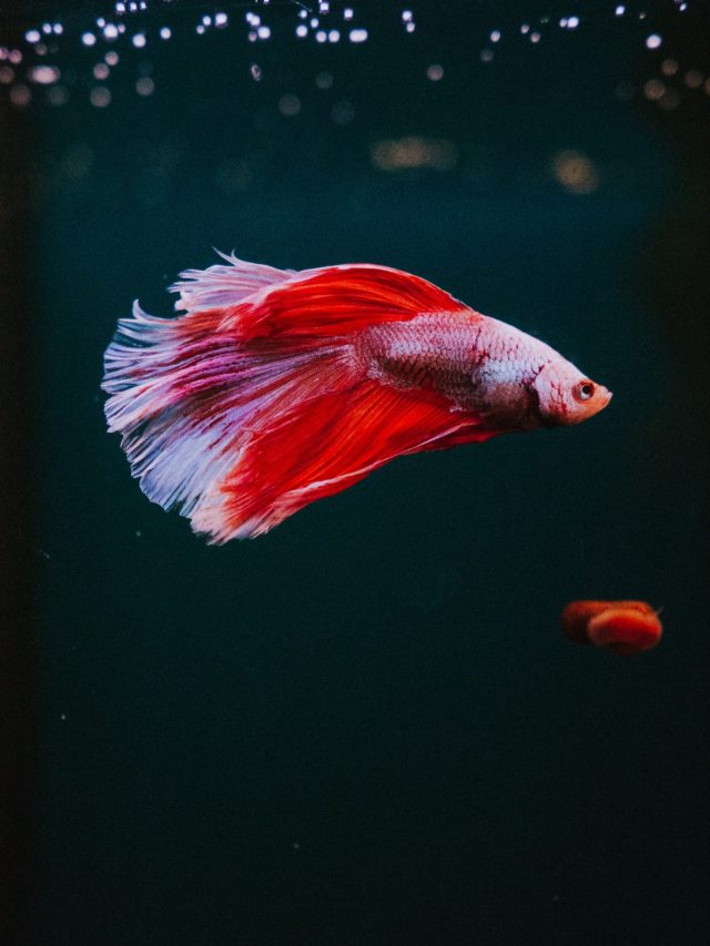 How to Take Care of Betta Fish