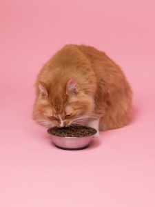 Feeding Cat