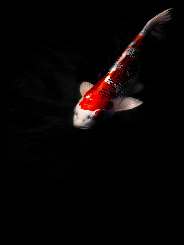 How to Care for Koi Fish